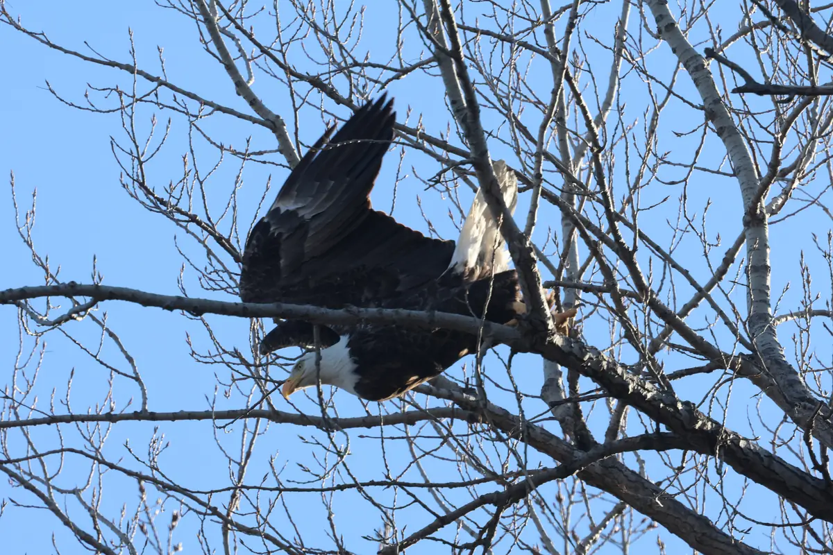 An adult bald eagle with a white head and dark wings drops from a branch of a bare cottonwood against a blue sky.