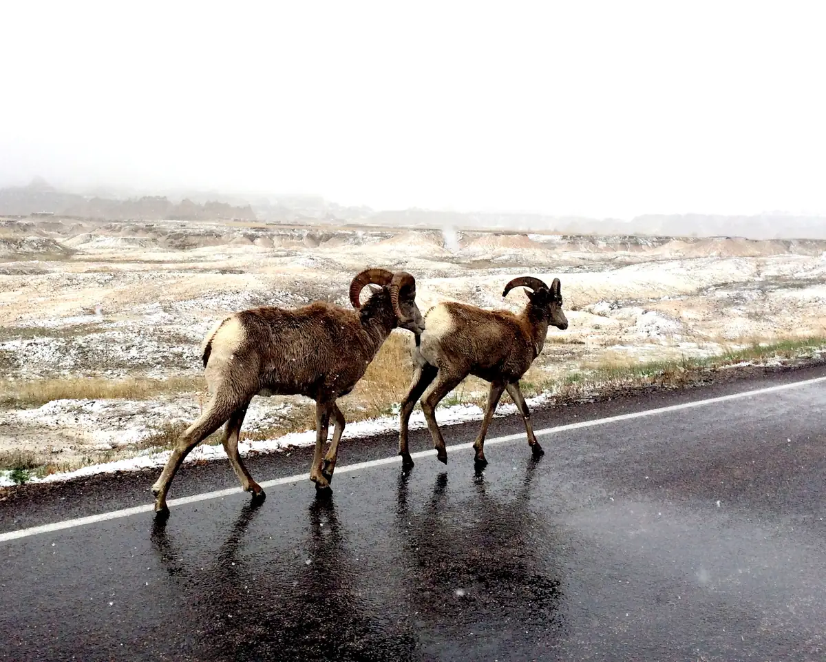 Two bighorn rams with curled horns walk along a wet road past snow-dusted badlands under a gray sky.