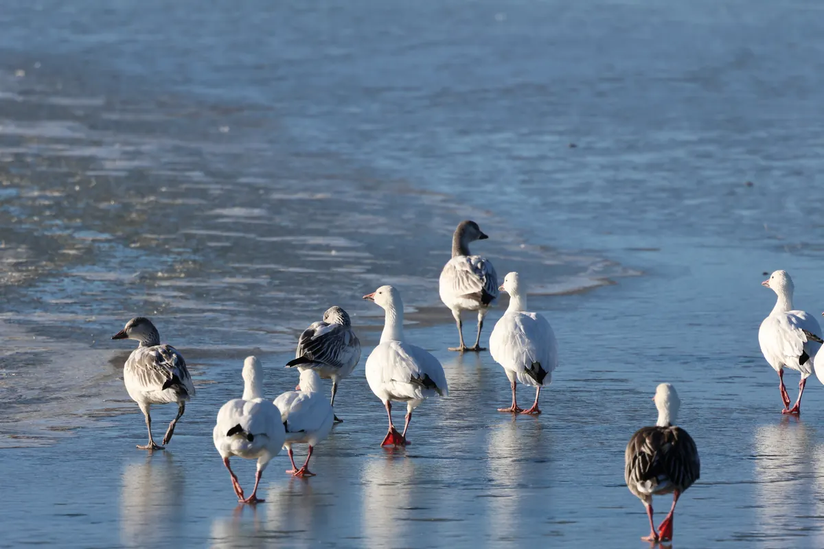 White snow geese and several gray-brown dark-morph geese walk on thin ice at the edge of open water.