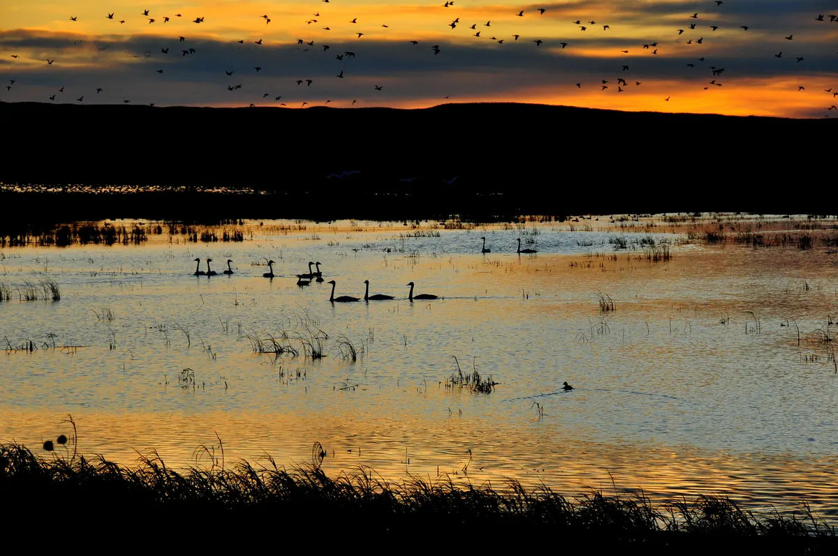 Swans glide in silhouette across a marsh pool lit orange by sunset, while flocks of ducks fly over a dark ridge.