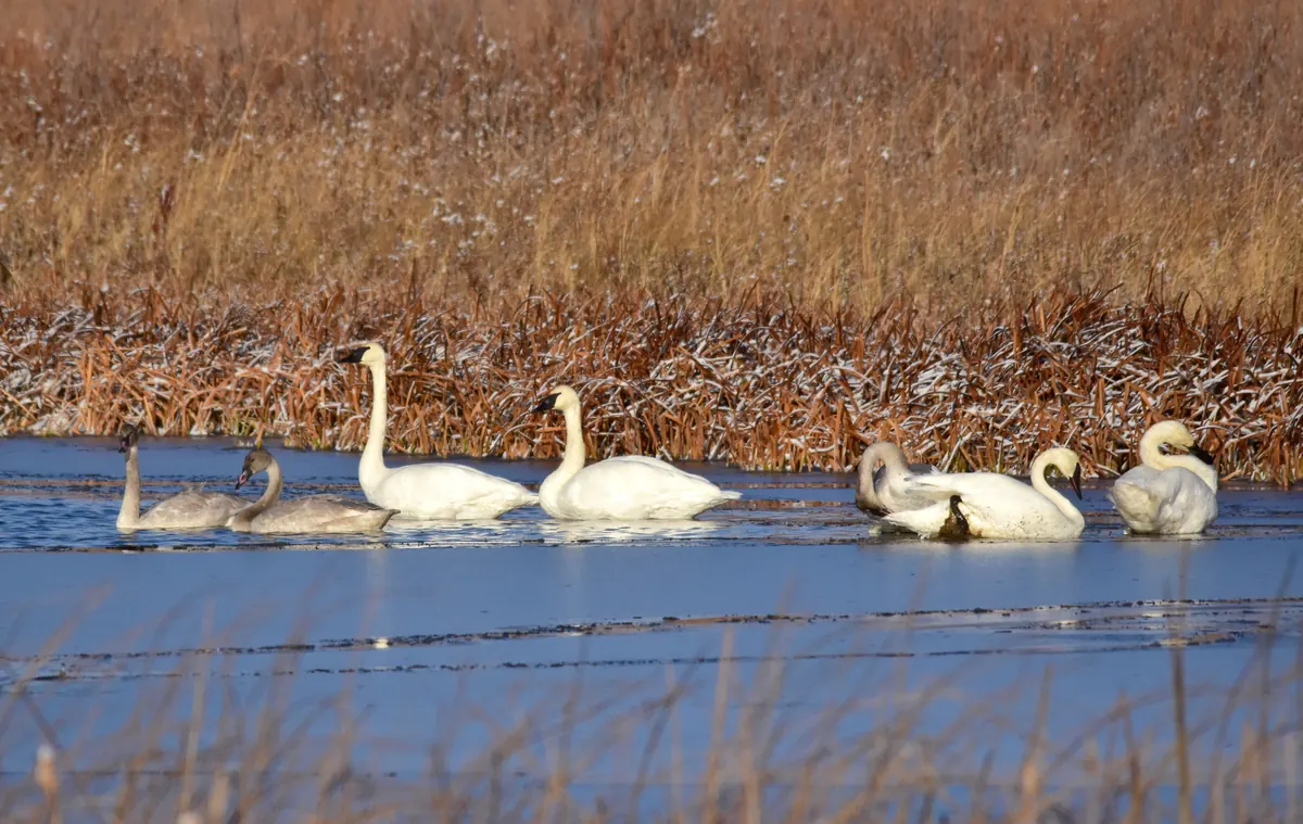 Adult white trumpeter swans and gray young swans swim in a strip of open water in front of frosted cattails.