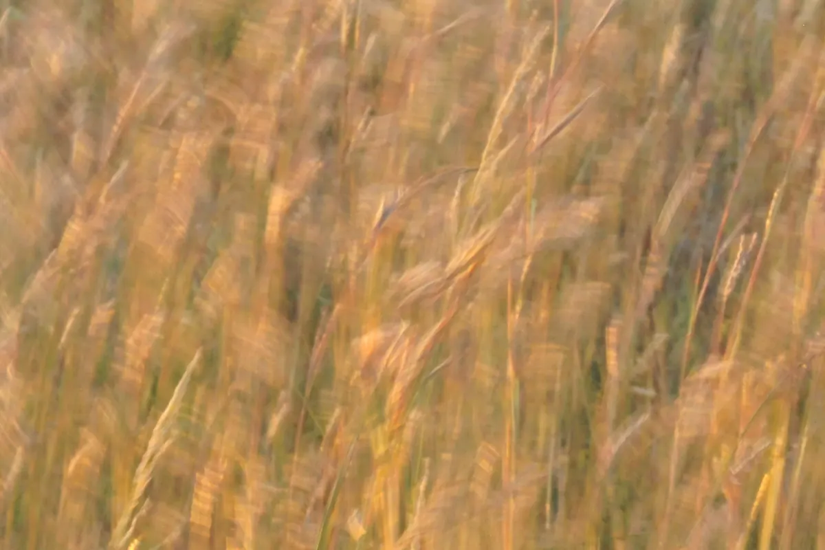 Tall stems and three-branched seed heads of big bluestem grass bend in the wind against a blue sky.