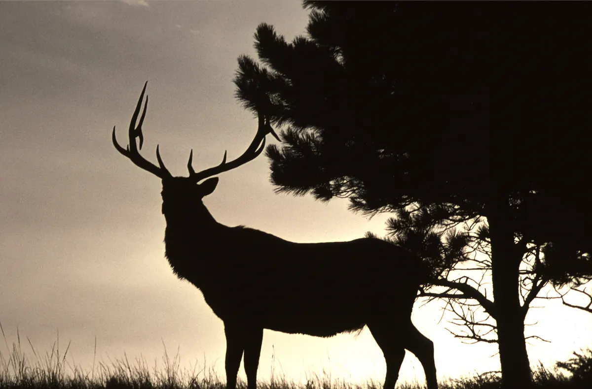 The silhouette of a bull elk with large antlers beside a pine tree against an orange sunset sky.