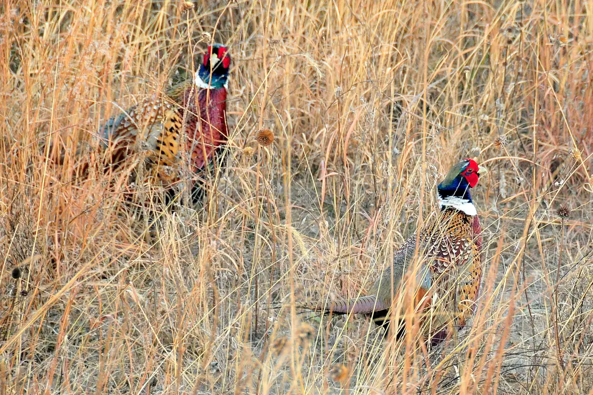 A rooster and a hen ring-necked pheasant walk through tall tan prairie grass.