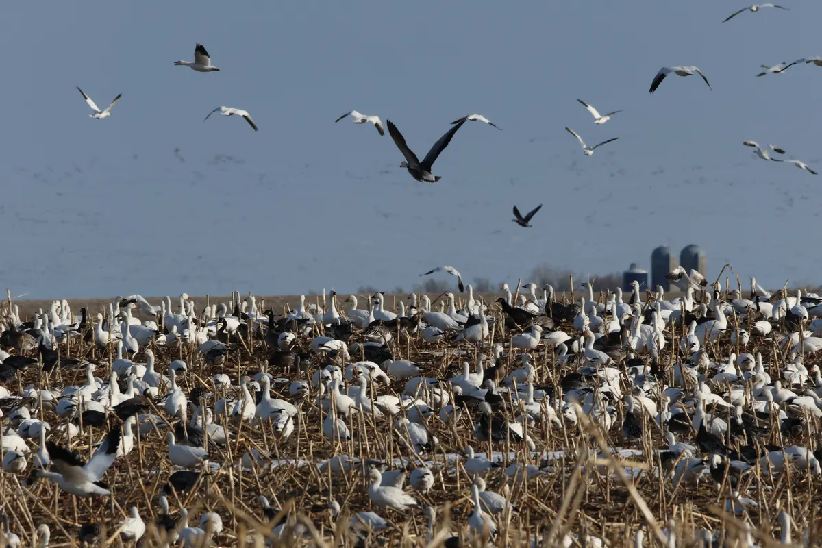 A dense flock of white snow geese with black wingtips fills the sky over a flat, brown field.