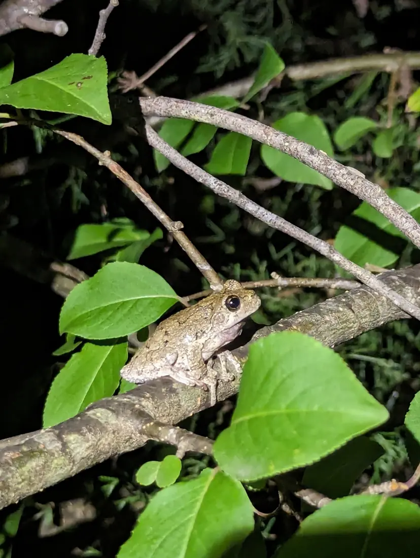 A gray-green Cope's gray treefrog sitting on a leafy branch at night.