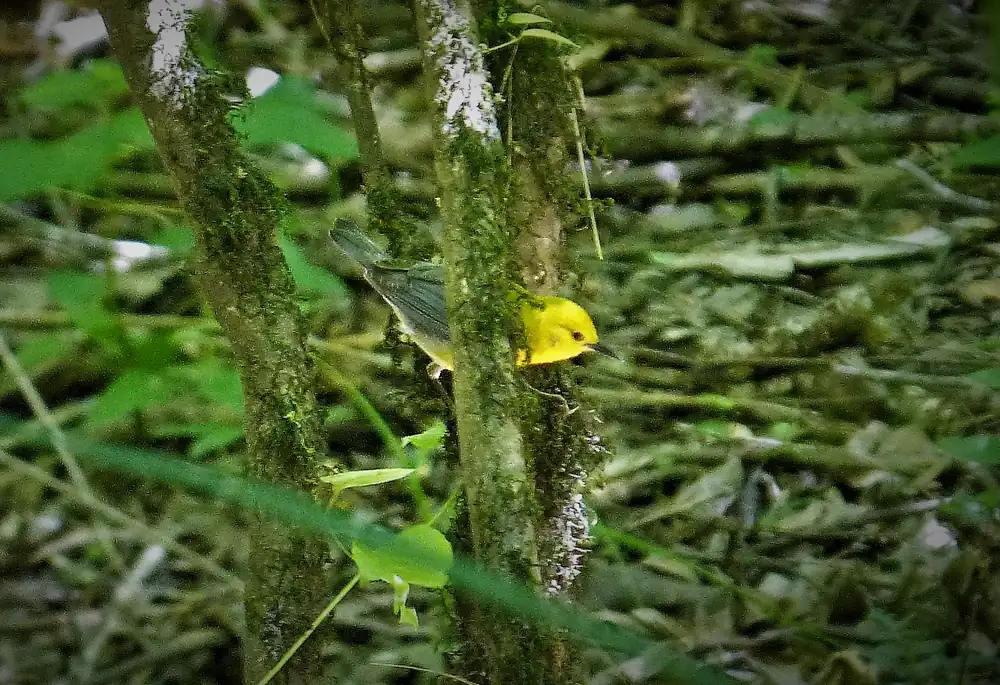 A golden-yellow prothonotary warbler with gray wings perched near water.