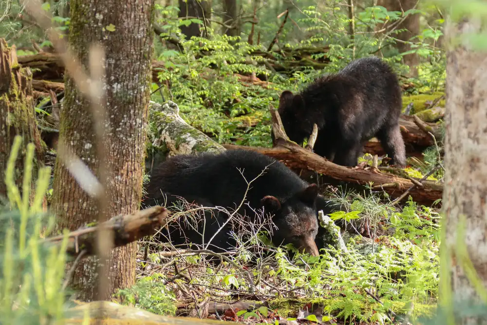 A black bear sow and her yearling walking together in a meadow.