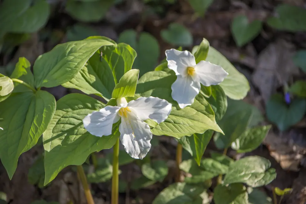 White trillium flowers with three broad petals and whorled leaves on a forest floor in the Great Smoky Mountains.