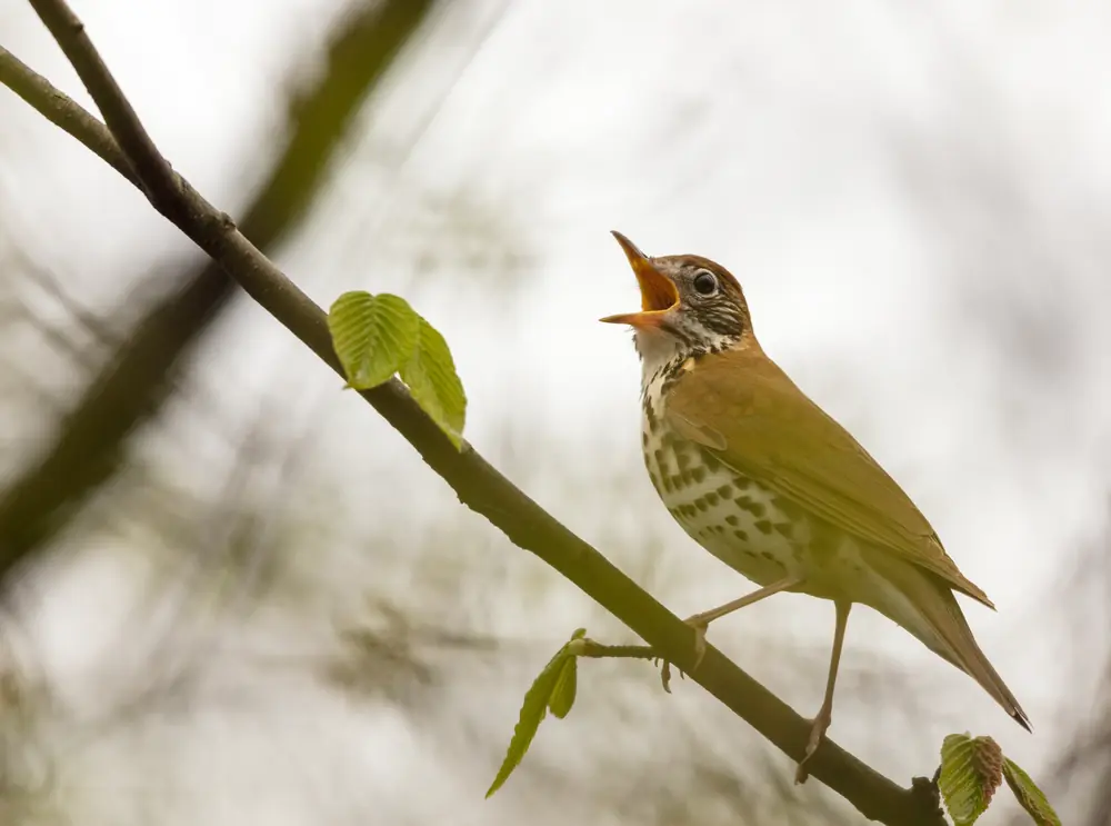 A wood thrush with an open bill singing from a leafy branch, its spotted breast and brown back visible.