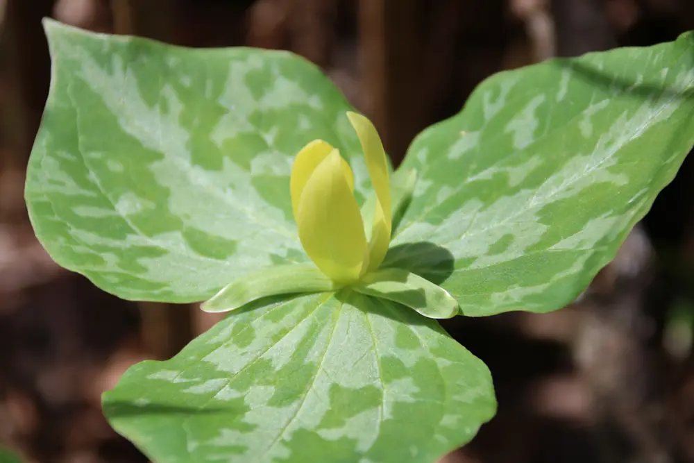 A yellow trillium with narrow upright petals above mottled leaves on the forest floor.