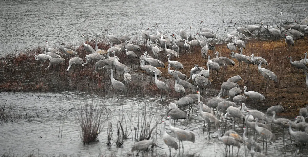 Hundreds of gray sandhill cranes standing in shallow water and marsh grass in a winter wetland