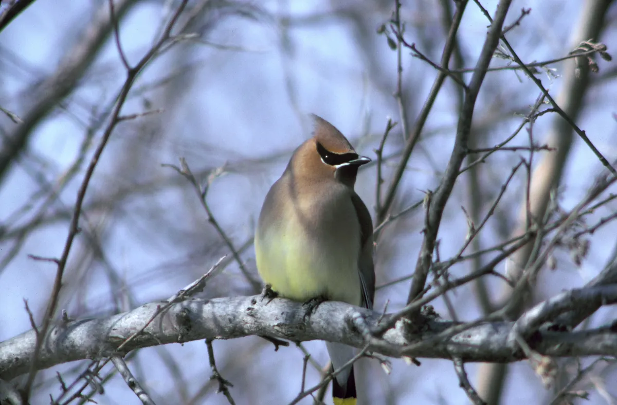 A crested, tan cedar waxwing with a black mask perched on a bare gray branch against a blue sky