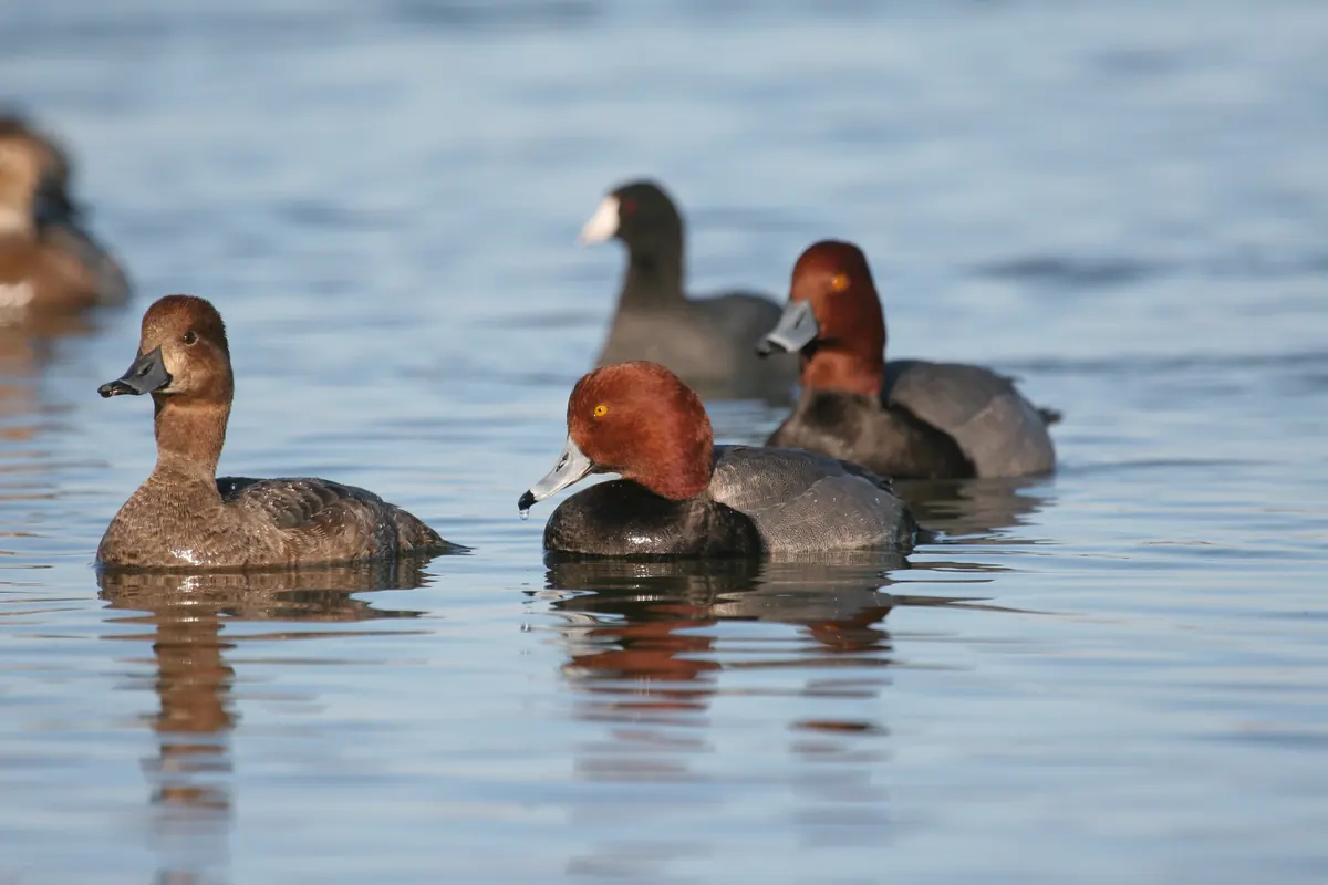 Several redhead ducks with rusty heads and gray backs swimming on calm blue water beside a coot