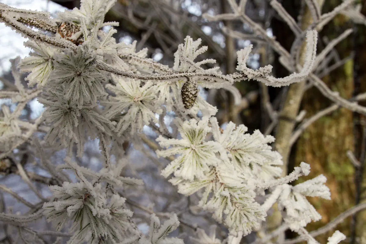 Pine needles and twigs thickly coated in white feathery frost crystals