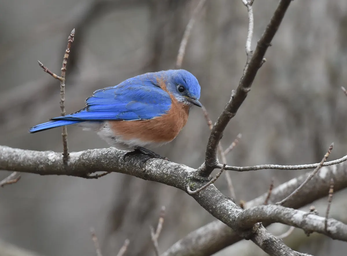 A male eastern bluebird, bright blue above with a rusty orange breast, perched on a bare gray branch
