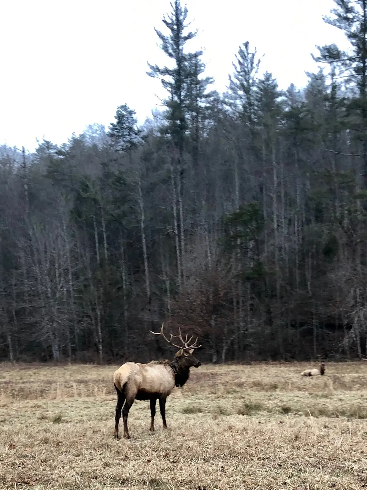 A bull elk with branching antlers stands in a dry winter meadow below bare hardwoods and pines, with another elk lying in the grass behind.