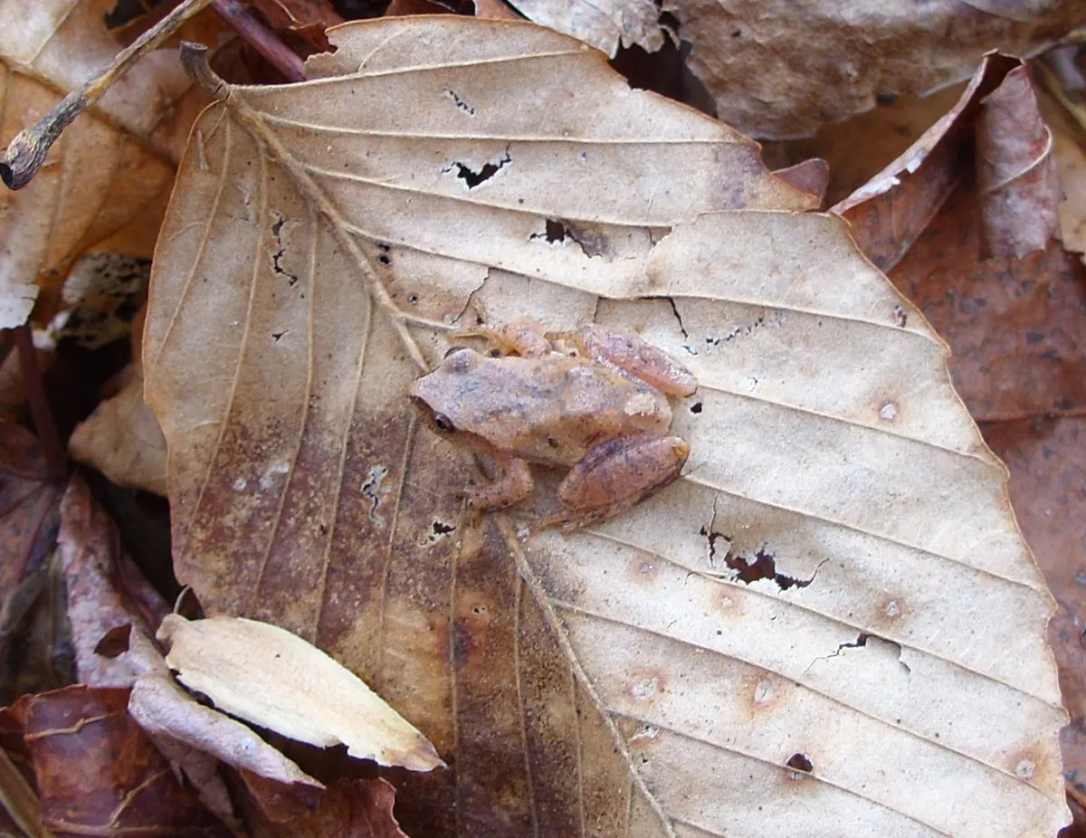 A small tan spring peeper with a faint dark X on its back resting on a dry, pale beech leaf