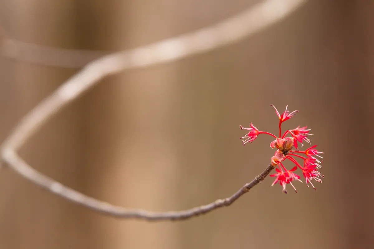 A cluster of small bright red red maple flowers at the tip of a bare, curving twig against a soft brown background