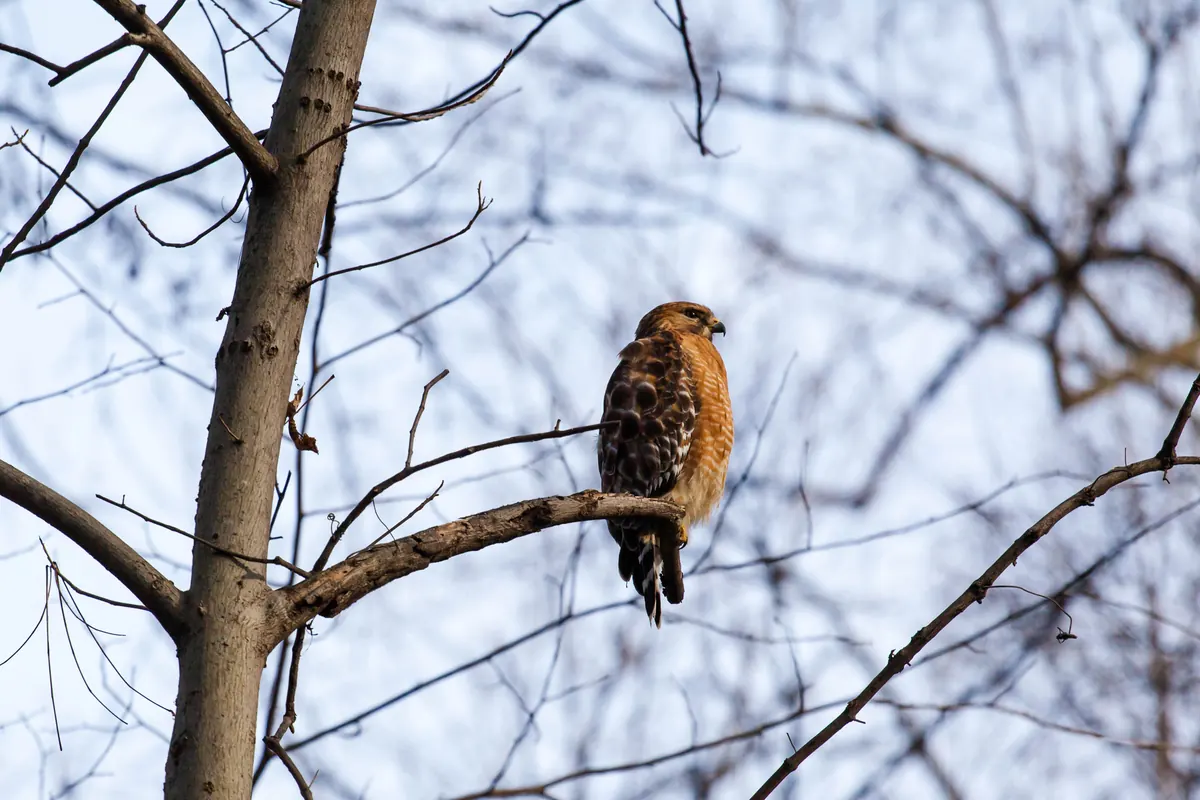 A red-shouldered hawk with a rusty, barred breast perched on a bare branch against a pale winter sky