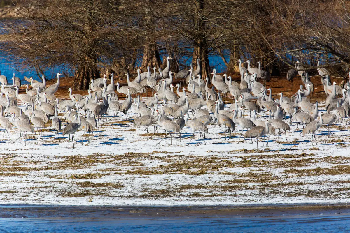 A large flock of gray sandhill cranes standing on a thin layer of snow on a riverbank, with bare trees and blue water behind them
