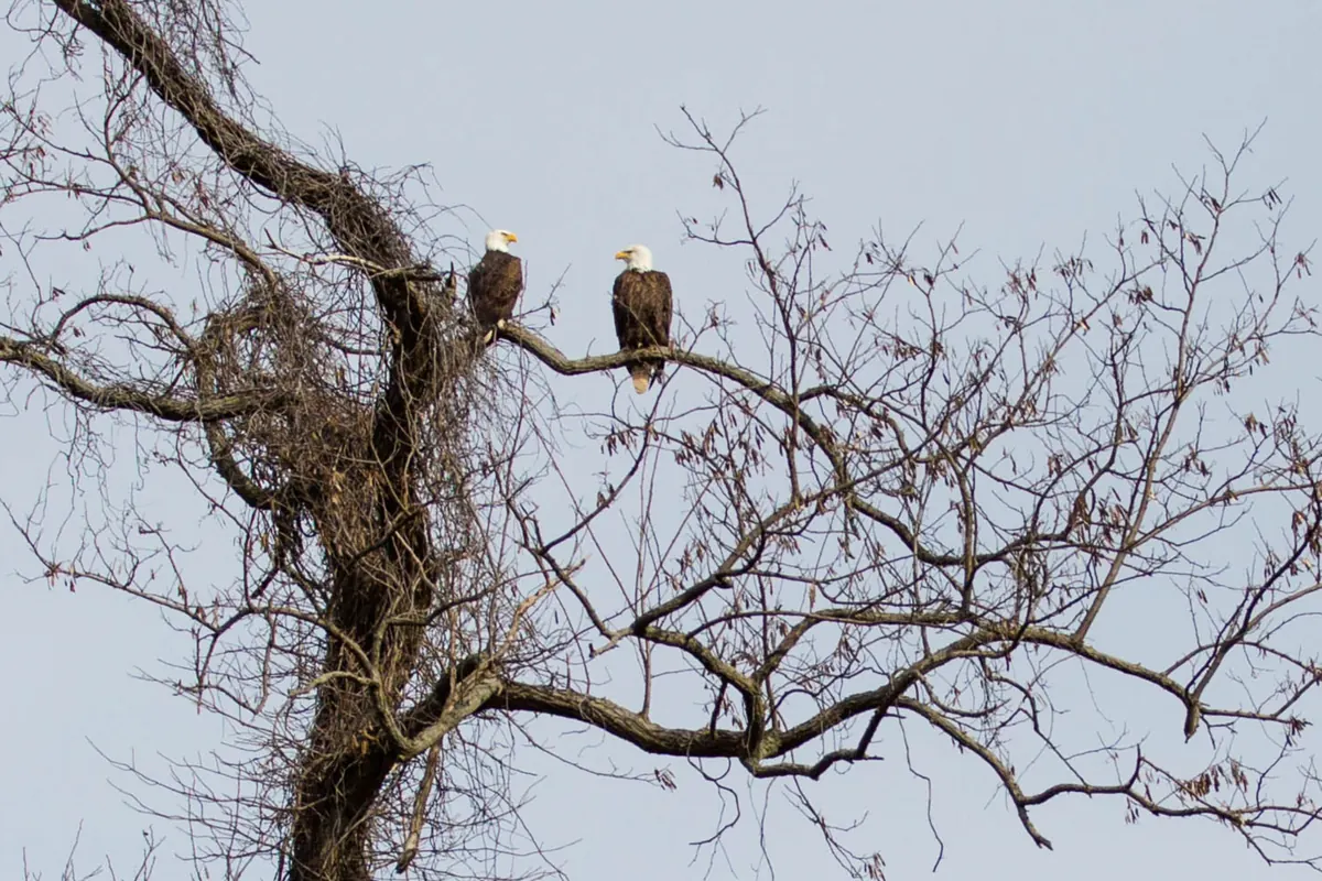 Two adult bald eagles with white heads perched on a bare branch against a pale winter sky