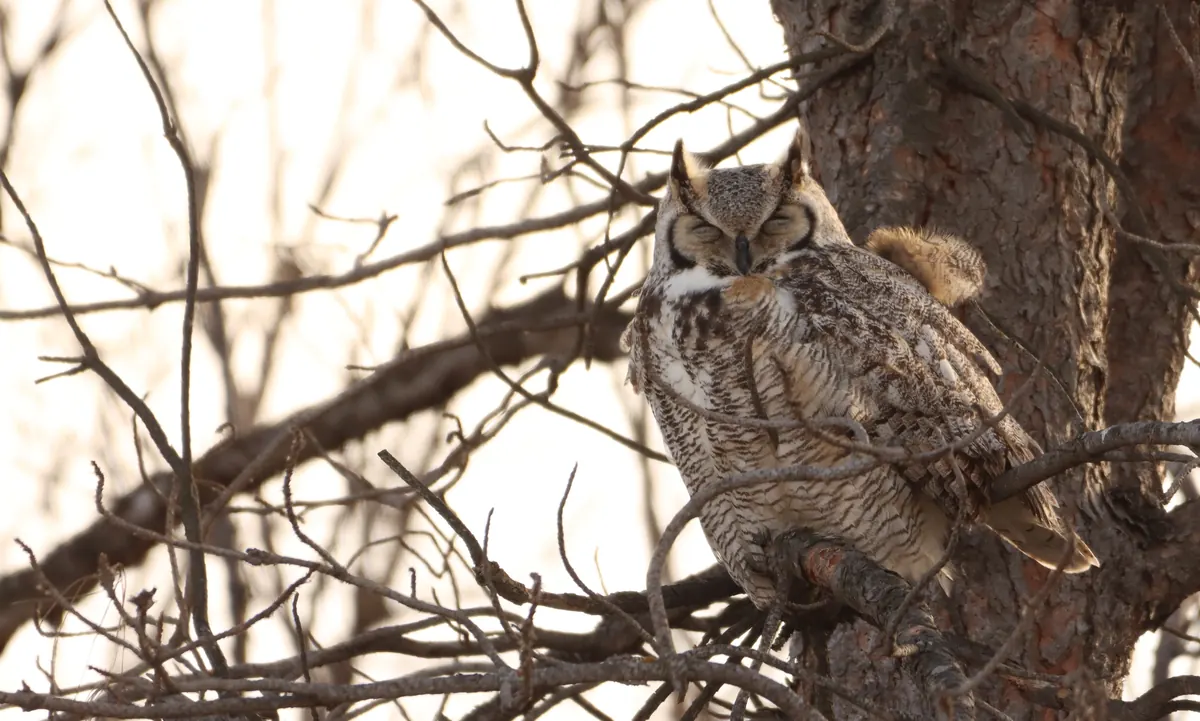 A great horned owl with ear tufts sits upright on a branch of a bare tree, eyes closed, in the pale light of dusk.