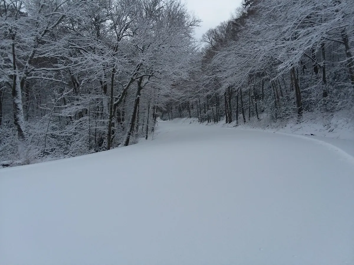 An unplowed mountain road covered in smooth snow, lined with snow-laden trees under a gray sky