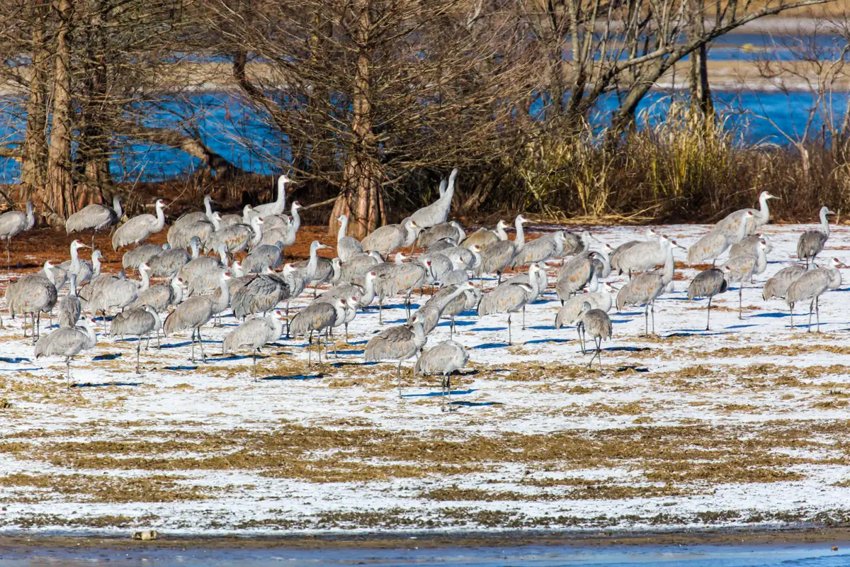 A large flock of gray sandhill cranes standing on a lightly snow-covered field beside bare trees and blue water