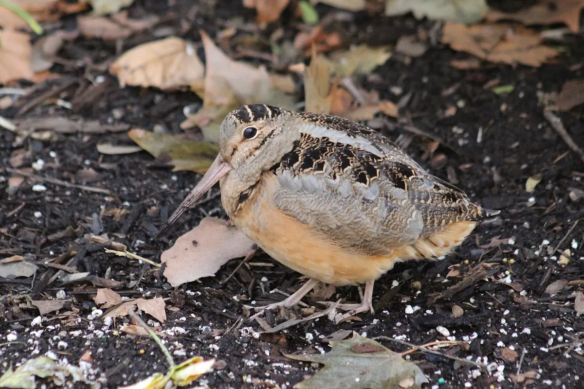 A plump, long-billed American woodcock with a barred crown and buff underparts standing on dark soil among dead leaves