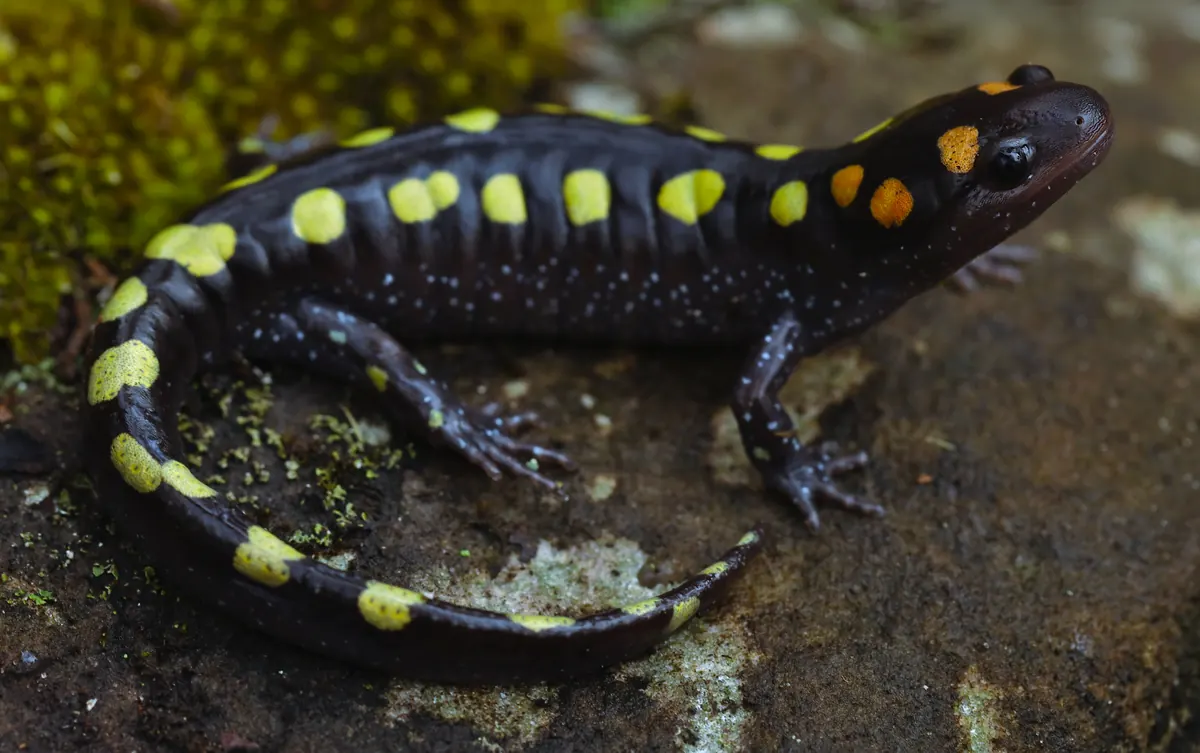 A glossy black salamander with two rows of round yellow and orange spots resting on a damp rock beside moss