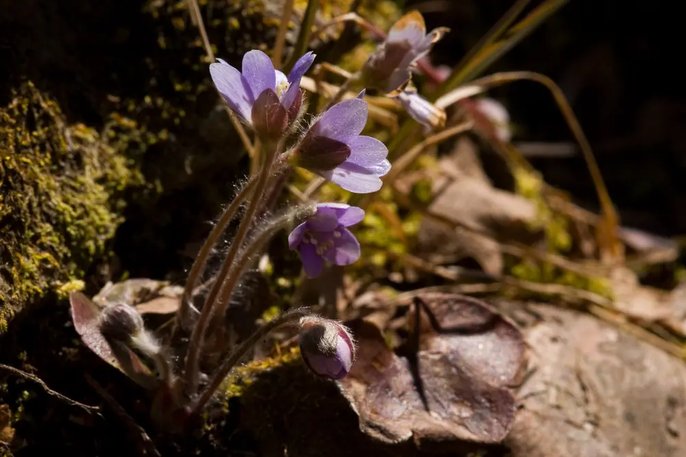 Several small purple hepatica flowers on hairy stems above old leaves and moss on a rocky bank