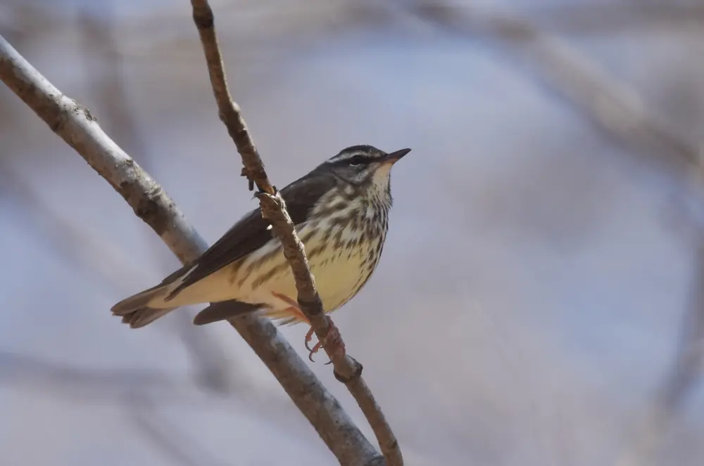 A brown, streaked Louisiana waterthrush with a pale throat perched on a thin bare twig