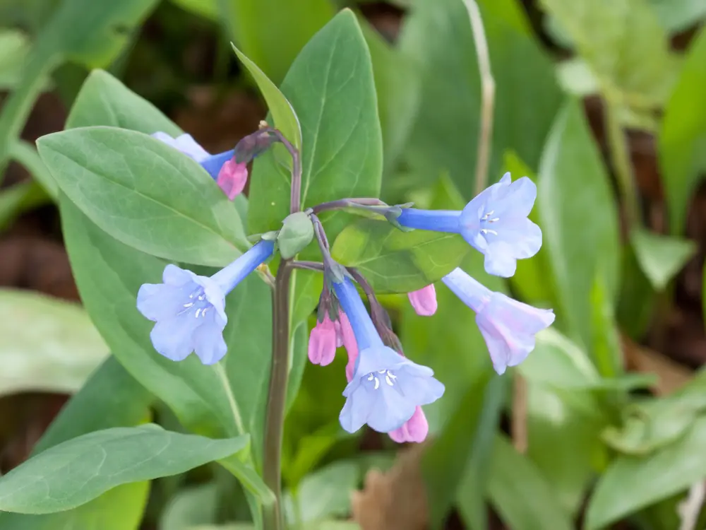 A cluster of Virginia bluebells, with pink buds and sky-blue trumpet flowers among broad green leaves