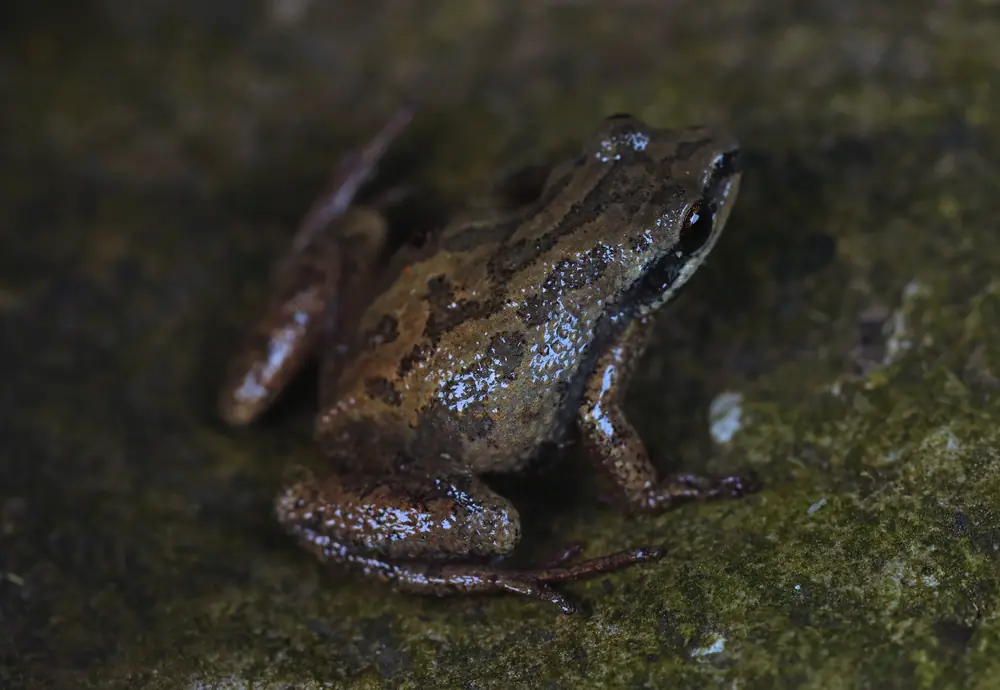 A small brown upland chorus frog with dark stripes sitting on a moss-covered rock