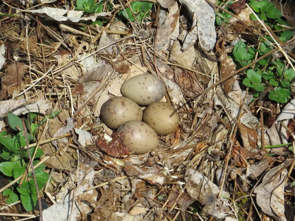 A woodcock nest of four speckled eggs lying in a shallow hollow among dead leaves on the forest floor