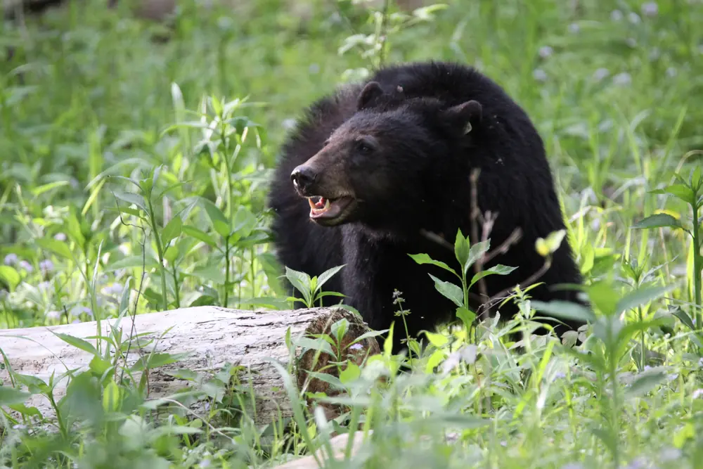 A black bear standing in grass in Great Smoky Mountains National Park.
