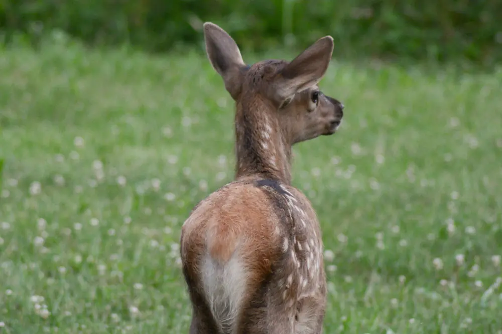 A spotted elk calf standing in a green meadow.