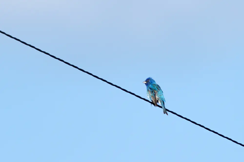A bright blue male indigo bunting perched on a thin branch.