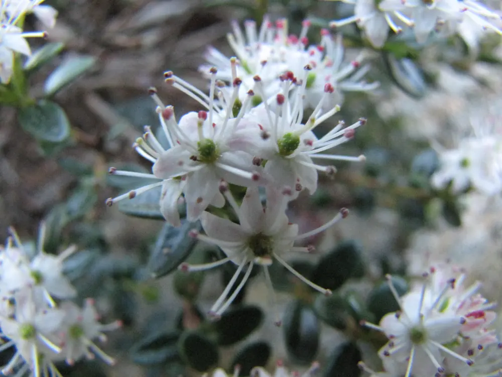 Clusters of pink and white mountain laurel flowers among dark green leaves.