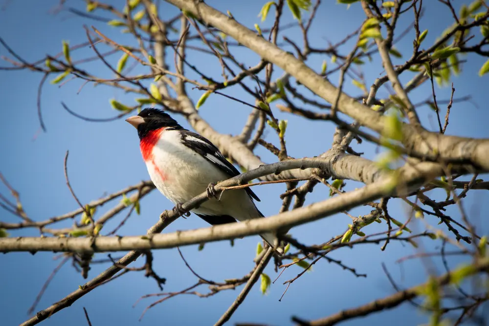 A male rose-breasted grosbeak with a black head, white chest and red bib perches on a bare branch among new spring leaves.