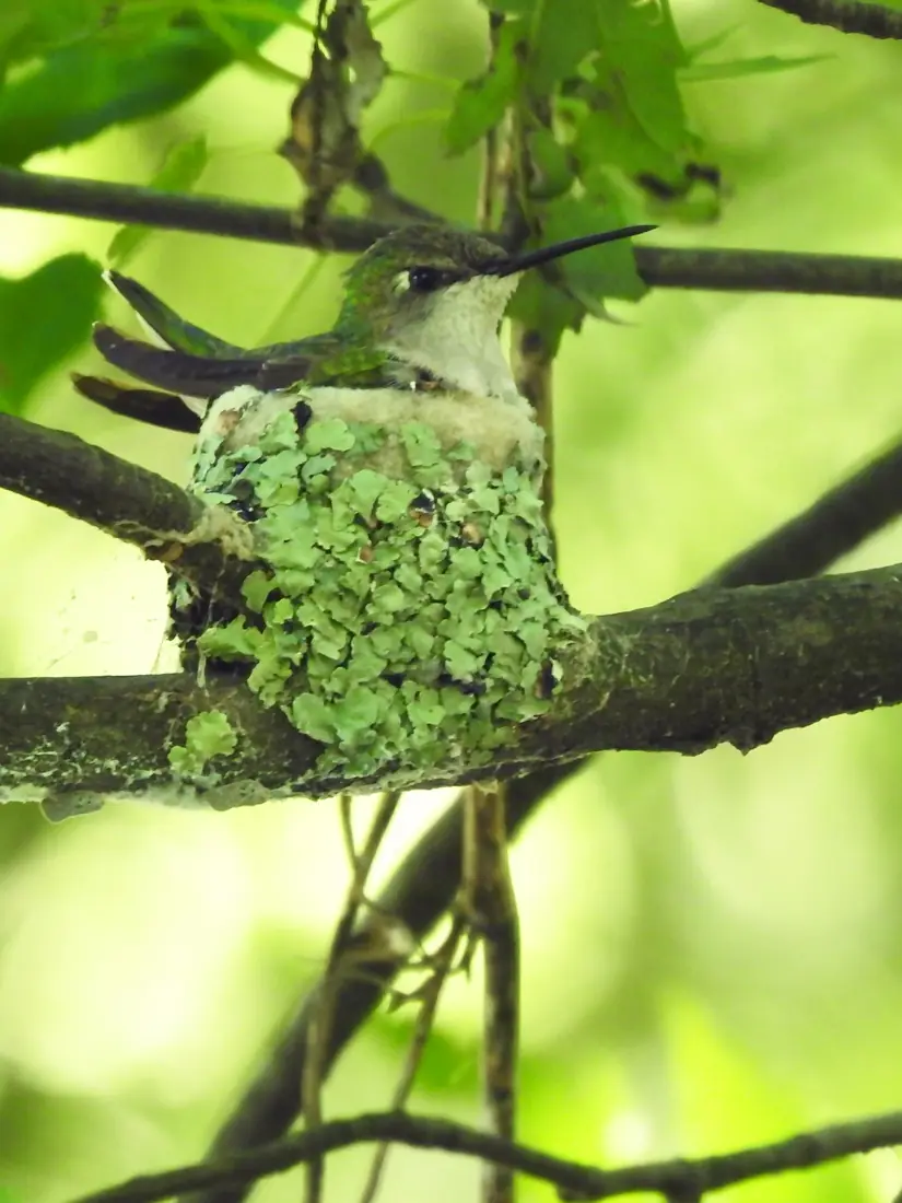 A ruby-throated hummingbird sitting on a tiny lichen-covered cup nest on a branch.