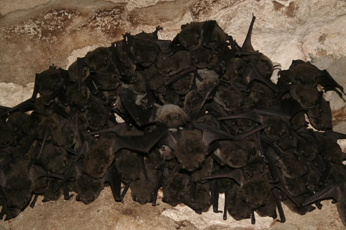 A dense cluster of dark brown bats hanging together on a cave ceiling