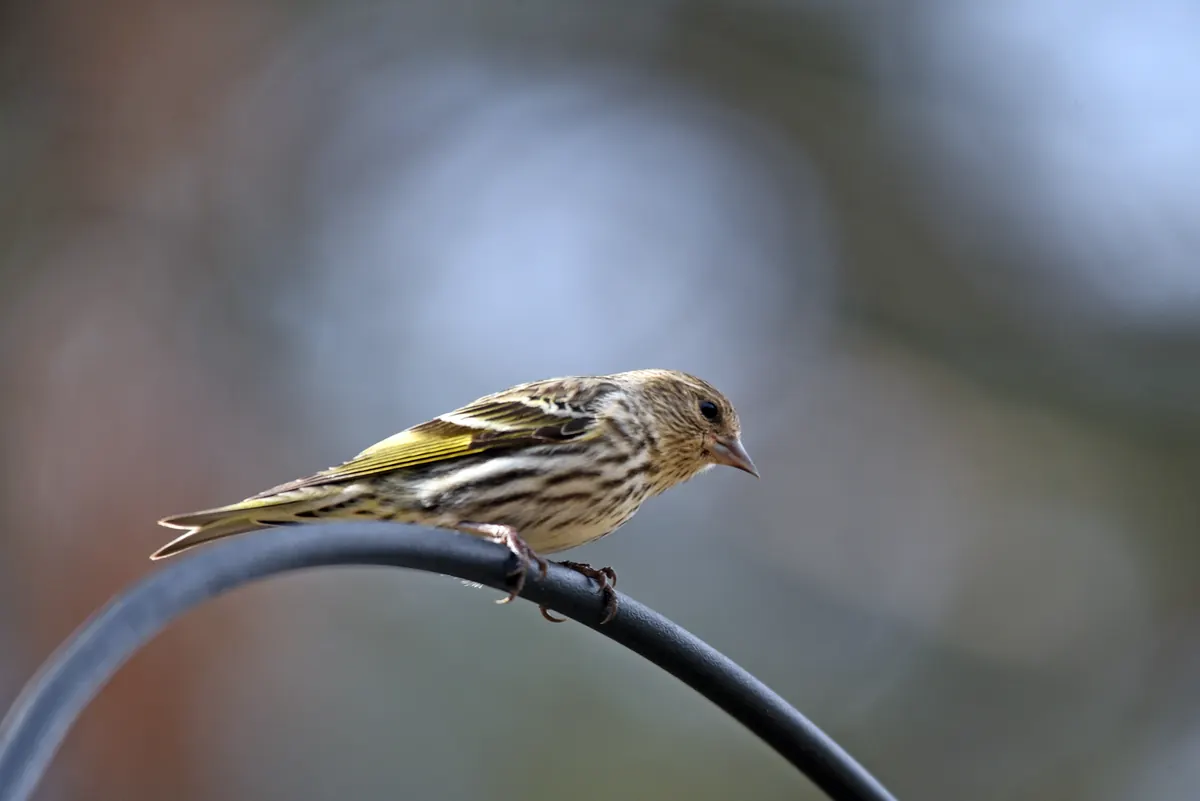 A small streaked brown finch with yellow wing edges perched on a curved metal feeder hook
