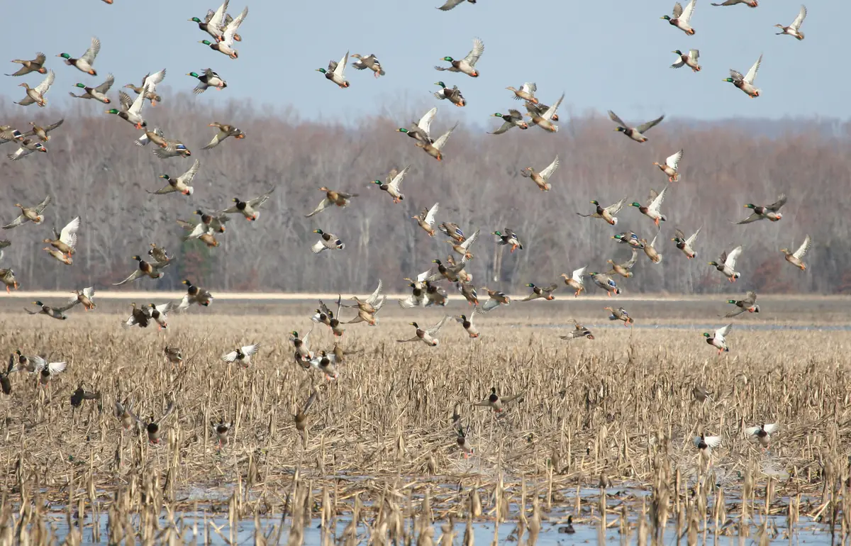 A large flock of ducks lifting off over a flooded field of corn stubble with bare woods behind