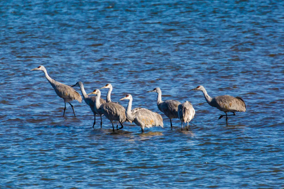 A group of gray sandhill cranes with red crowns wading in shallow blue water