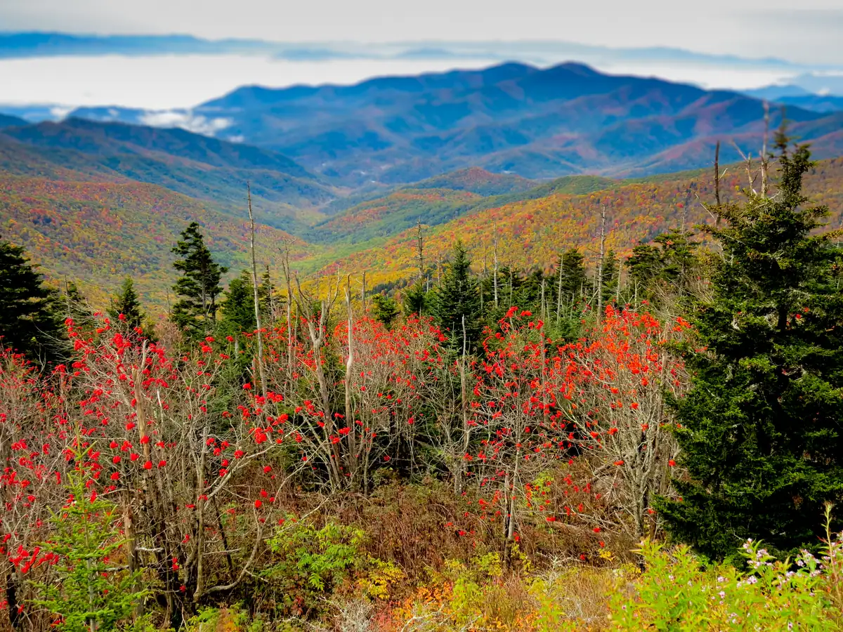 Forested ridges of the Great Smoky Mountains in fall color, seen from Kuwohi