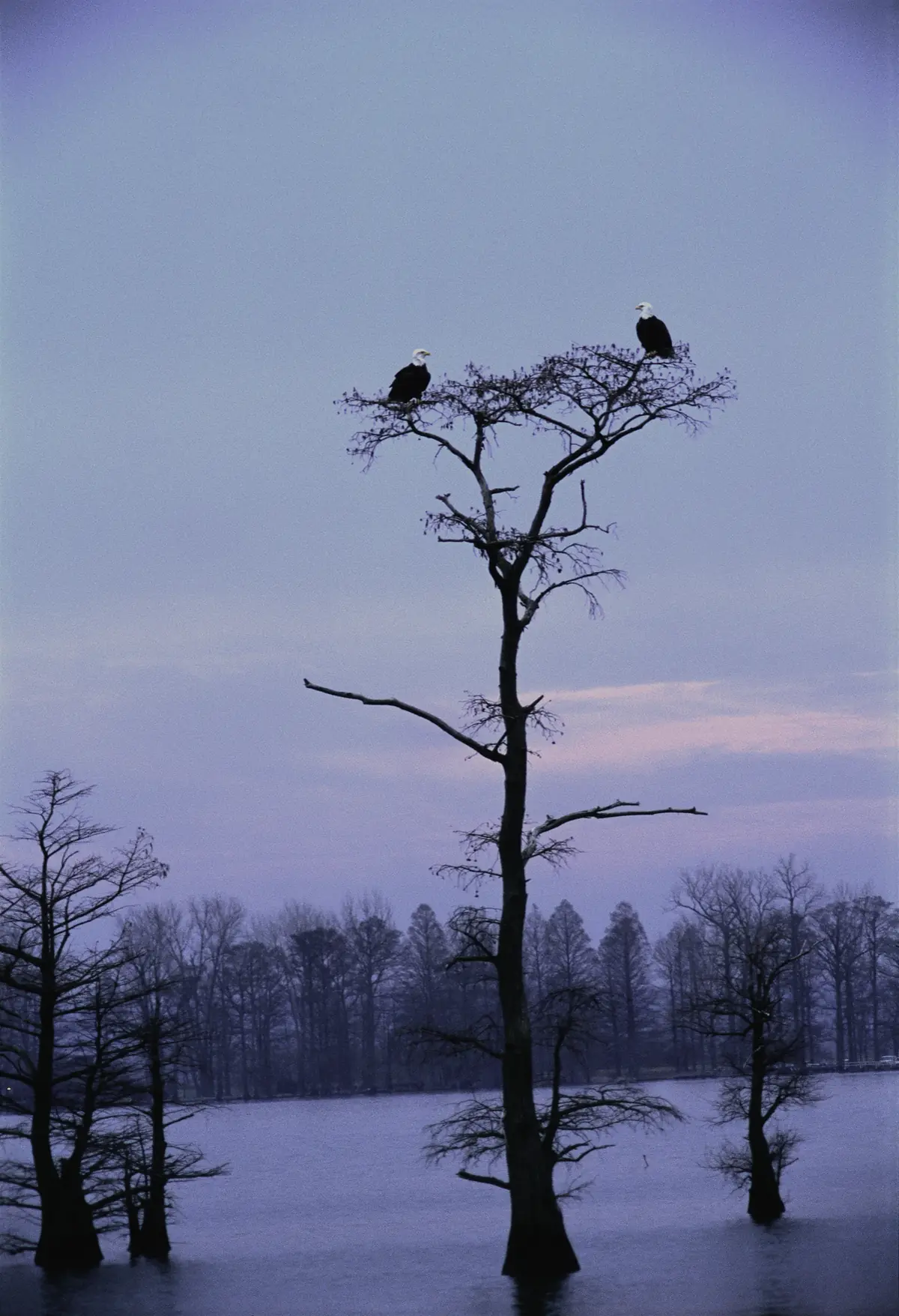 Two bald eagles perched at the top of a bare bald cypress standing in the water at dusk