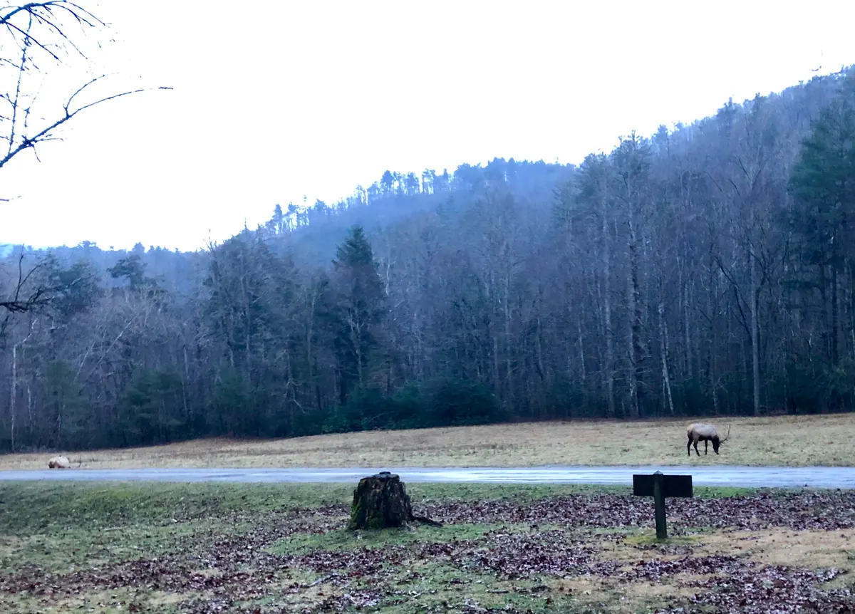 Elk grazing in an open meadow at Cataloochee with wooded mountains behind