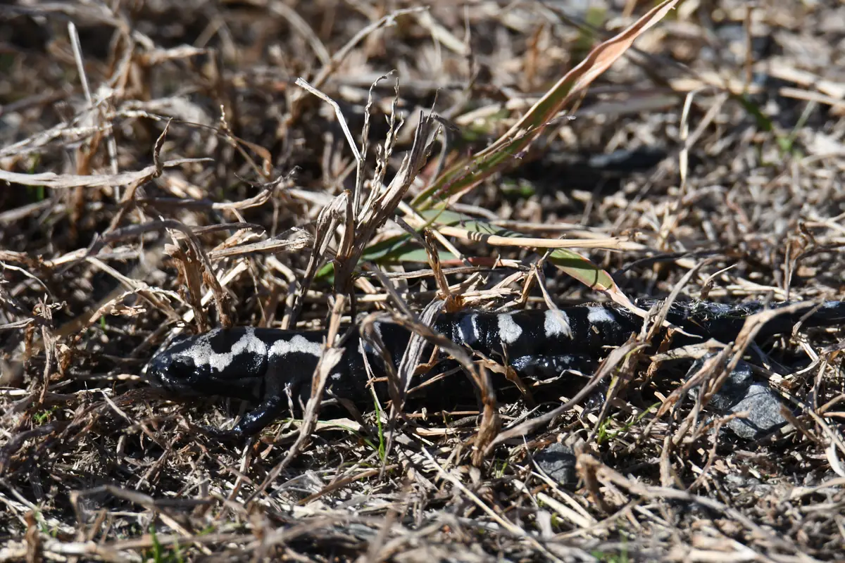 A black salamander with pale crossbands resting on damp leaf litter